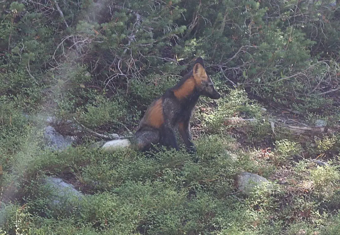 Cross fox on the Alice Lake trail