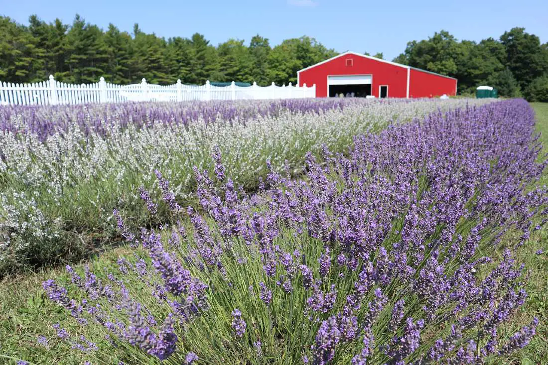 Lavender Farm on Washington Island
