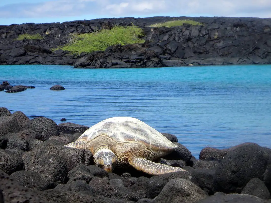 Turtle in Kiholo Bay on the Big Island