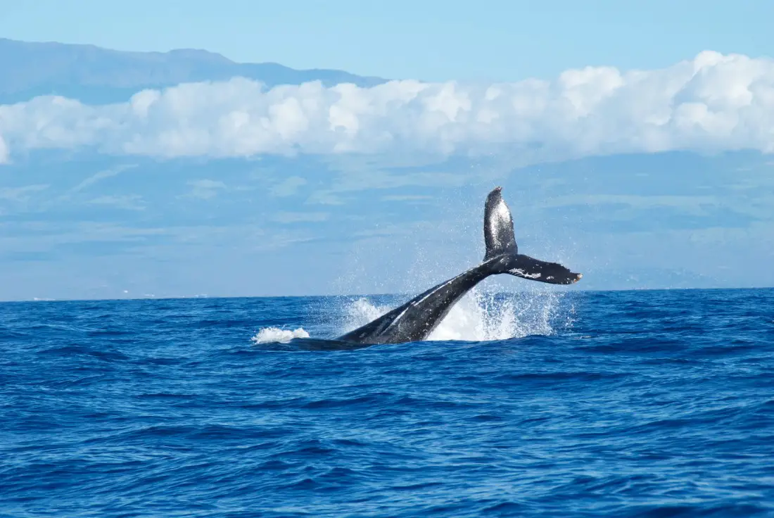 Go whale watching during your 7 days in Maui
