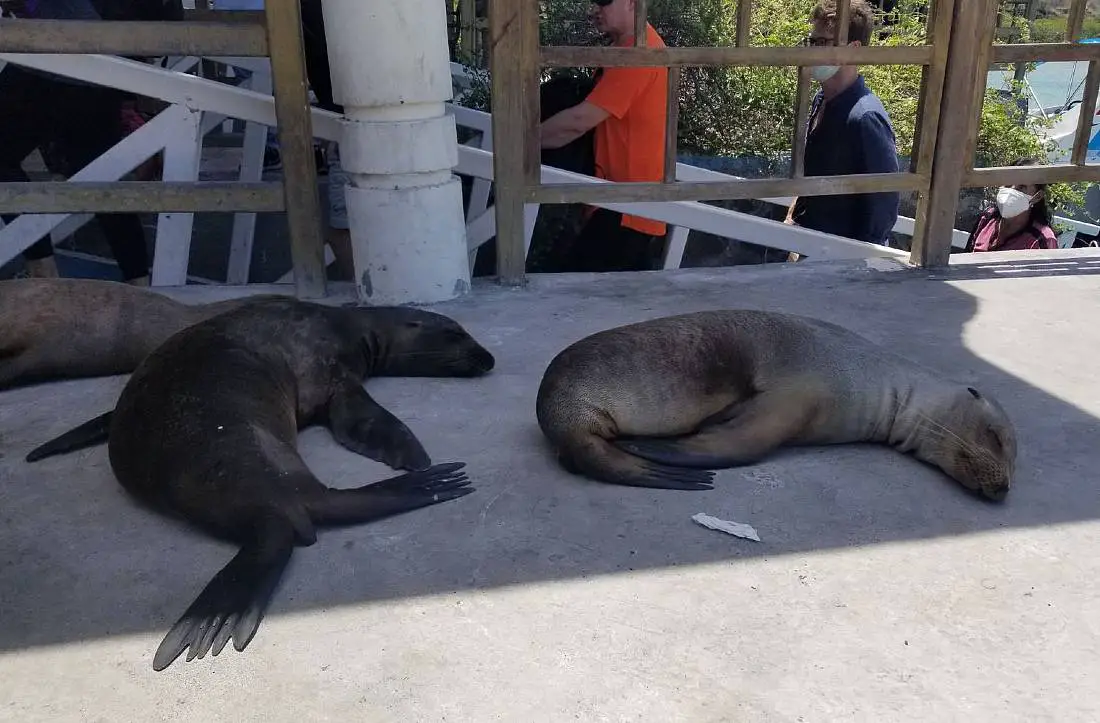 Seals in Galapagos