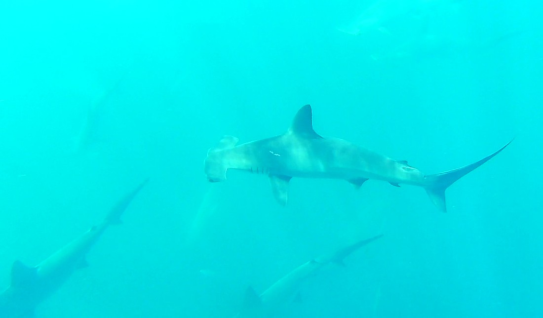 Snorkeling with hammerheads