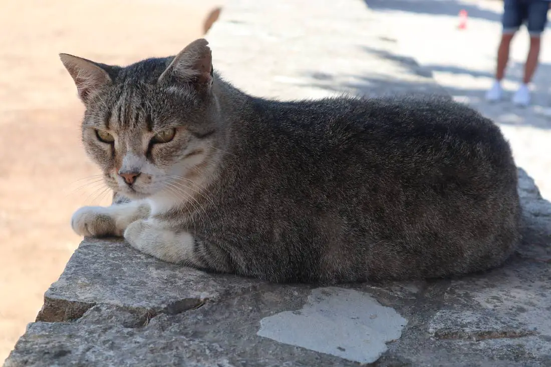 Visit the cat colonies in Chania –  the best place to stay on Crete