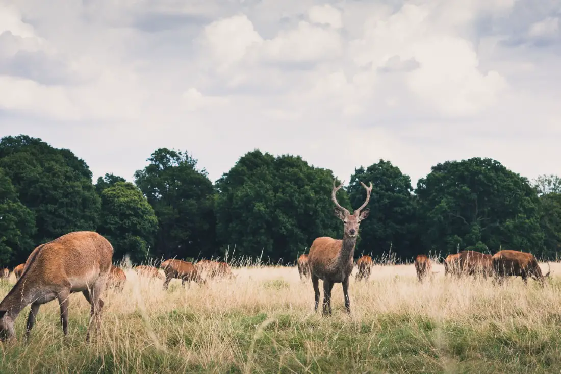 Richmond Park, one of the most beautiful parks in London