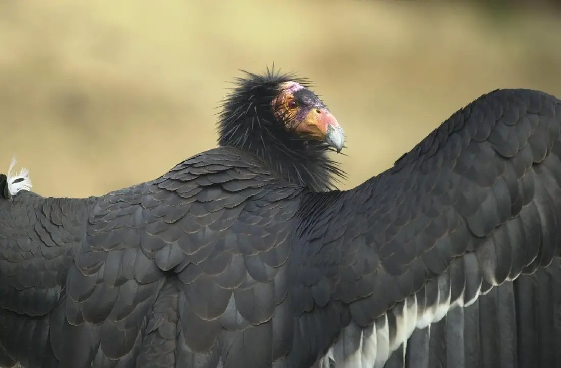 California Condor in Pinnacles National Park, one of the offbeat West Coast National Parks