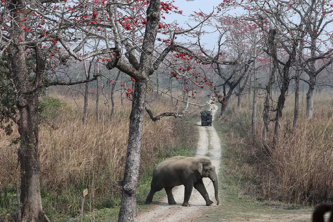 Elephant in Chitwan