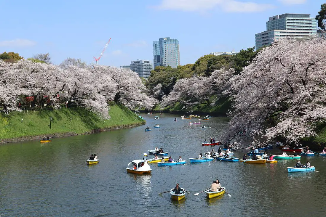 Tokyo sakura