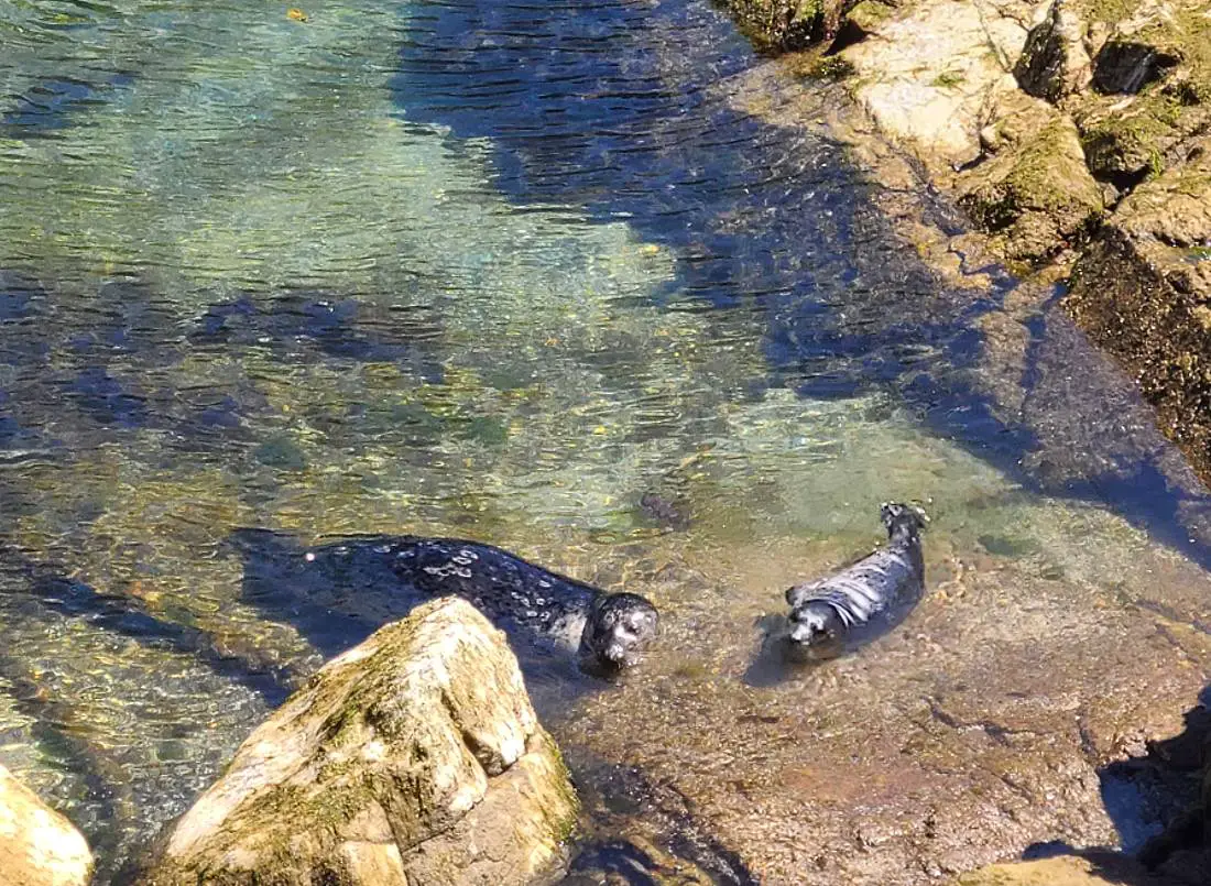 Seals in Vancouver