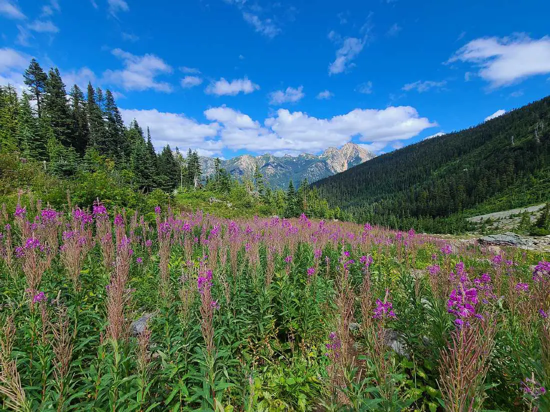 Cascade Mountain wildflowers