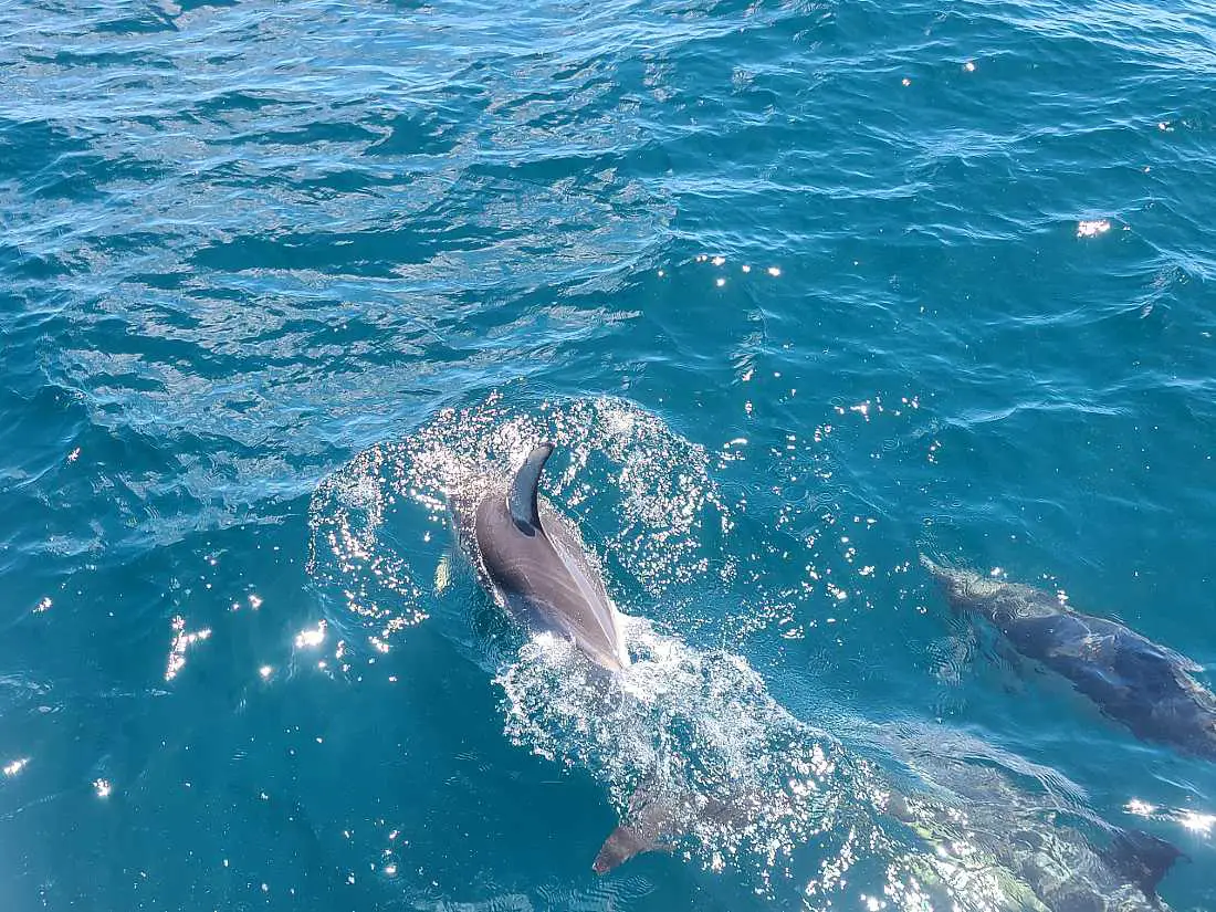 Dolphins in Auckland