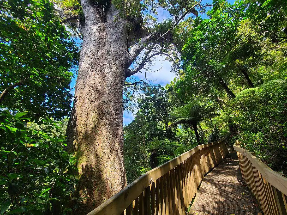 Hiking is one of the fun things to do in Coromandel Town
