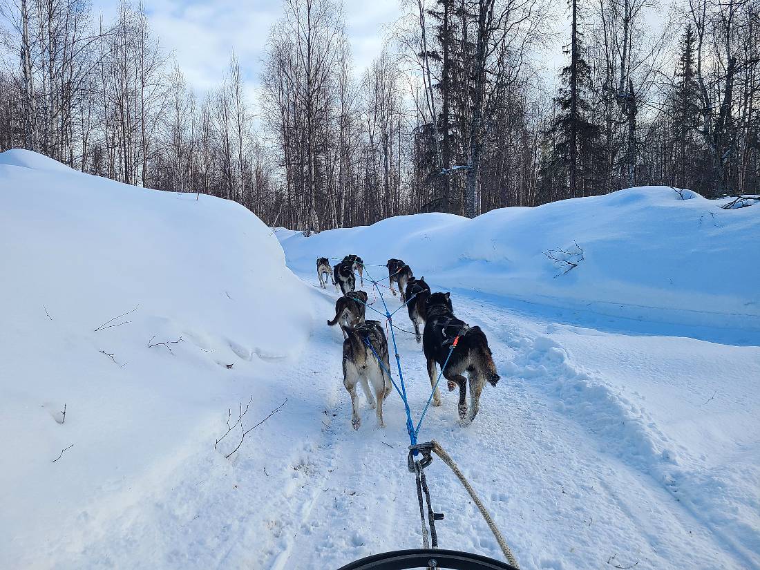 Dogsledding is one of the top Takeetna winter things to do