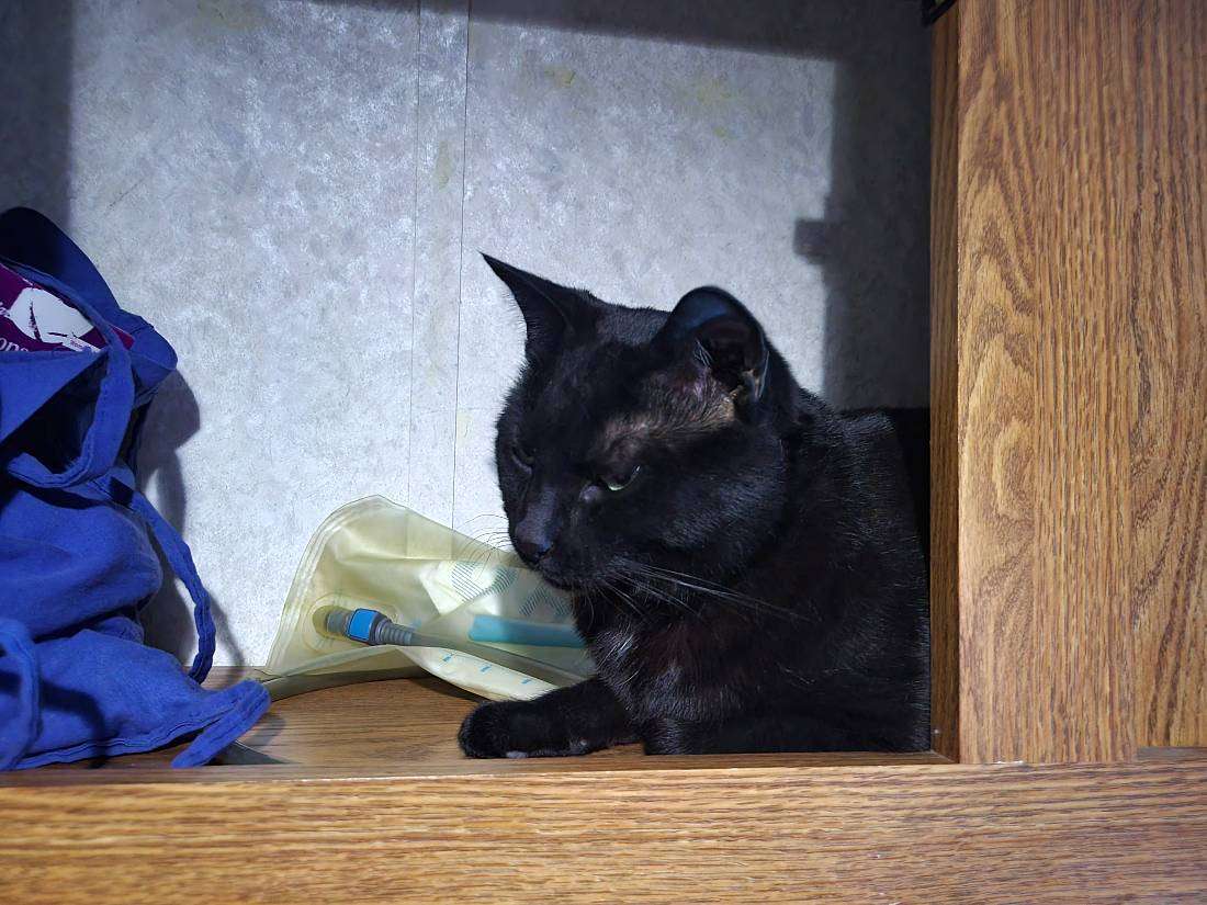 Cupboard kitty